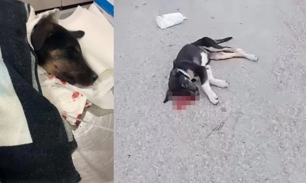 Ψάθα Βιλίων: Άγνωστος σκοτώνει με βασανισμό αδέσποτα σκυλάκια